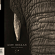 Image for article titled Amy Millan sails beyond the Stars
